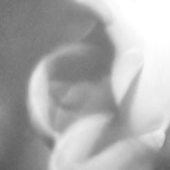 Jadea.