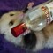 awsum possum