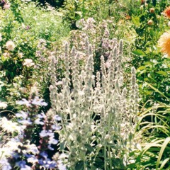 Birdbaths