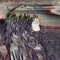 sneps