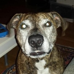 ralphie