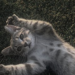 catrica
