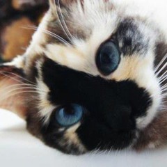 Koko