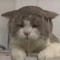 cutiecat!