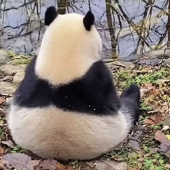 HuddyBuddy