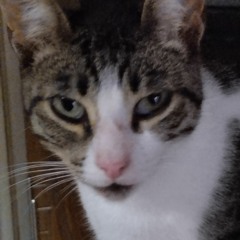 Tomy :3
