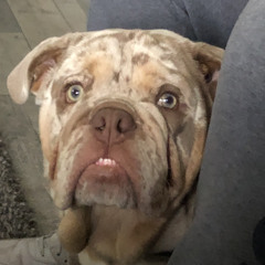 Carla Boyle Robert Scales