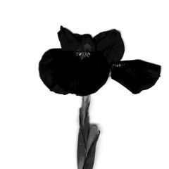 hannah maverick cruz