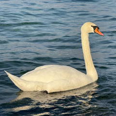 Aarchangel