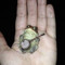 the.pink.frog