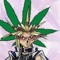 user420710