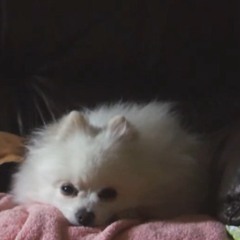 Lil Guy