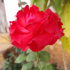 Dayane