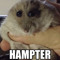 hampter