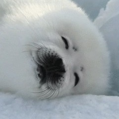 seal