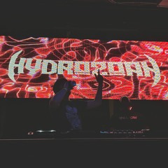Hydrozoan
