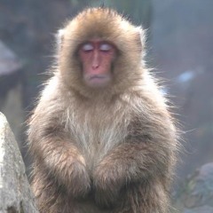 funmonk🐒