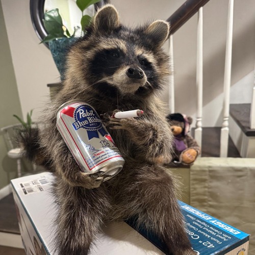 Stream Lil raccoon💿 music | Listen to songs, albums, playlists for free ...