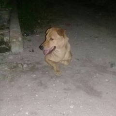cimoy