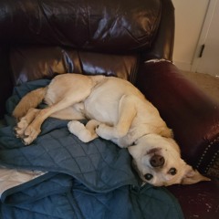 sleep gear absolution