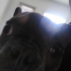 traydog69