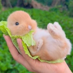 worthless piece of siht