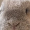 JACKALOPE