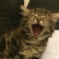 모찌연은매일매일이배고파