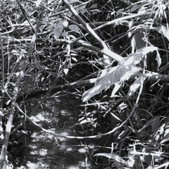 Ardea