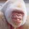 snarL