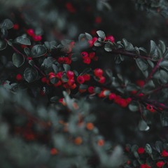yusra