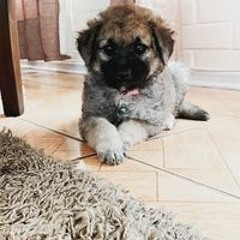 Leonardo Espindola Silva