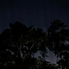 stillveil
