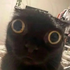 this cat is weird