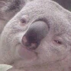 Koala Wu