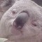 Koala Wu