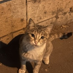 Tabasom Baferani