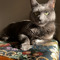 Kat Hanif