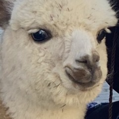 outlier.mp3 MC Ligma CaballeroCabron NagasakiNigga