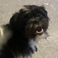 katie pickle school acount