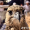 زرفان🎧🤍