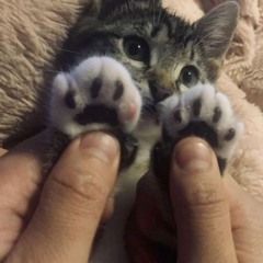 Tocoyo