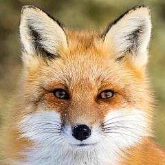 Fox king