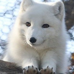 okami.shiro.officiall