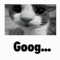 goog...