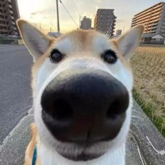 Weird Shiba Inu