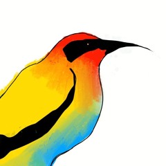 Sharp Faced Birds