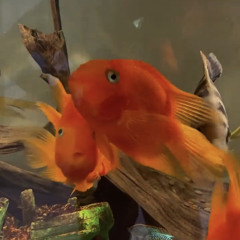 fazebian*~*/+-_-+\^!