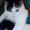 CatAttack