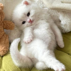 kittynatty
